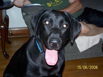 Stud Dogs in OH